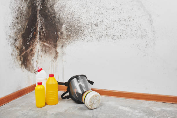 Trusted Jericho, NY Mold Remediation Experts